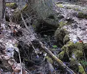 Pumice 1.webp