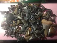 sharks teeth 2.webp