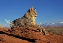images (2).webp