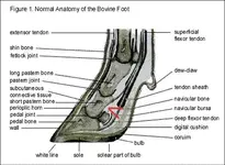 anatomy-bovine.webp