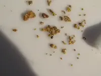 PhilippineGold2.webp
