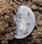 Back Half Dime.webp