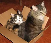 pnutandgiz.webp