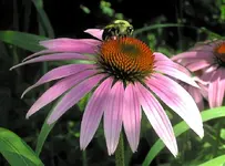 Cone flowers 038-Changed.webp