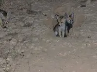 Desert Foxes 02 May 07 002.webp