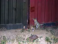 Desert Foxes 04 May 07 026.webp