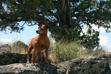 desert 6 - 28 - 7 015_RT8.webp