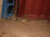 Desert Foxes 04 May 07 e-mail.webp
