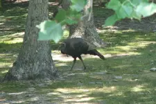 TurkeyHen1.webp