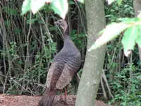 TurkeyHen2.webp
