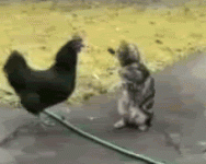 don't cross the hose line.gif don't cross the hose line.gif