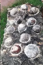 Fossilized Dinosaur Egg.webp