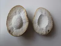 Fossilized Dinosaur Egg 2.webp