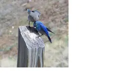 Mtn Bluebirds cropped.webp