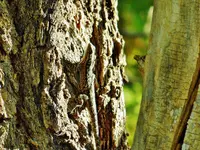 DSCN4102.webp