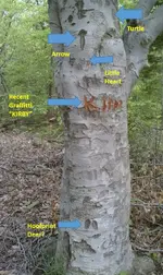 Sign Tree (1).webp Sign Tree (1).webp