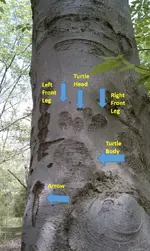 Sign Tree (3).webp Sign Tree (3).webp