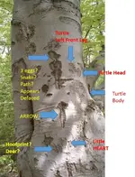 Sign Tree (4).webp Sign Tree (4).webp