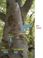 Sign Tree (5).webp Sign Tree (5).webp
