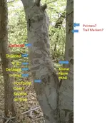 Sign Tree (6).webp Sign Tree (6).webp