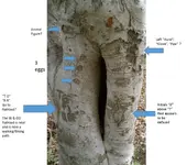 Sign Tree (8).webp Sign Tree (8).webp
