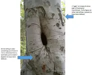 Sign Tree (9).webp Sign Tree (9).webp