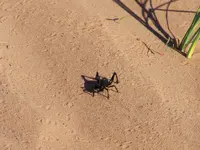 desert 2.webp