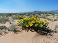 desert 3.webp