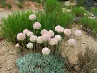 flowers 1.webp