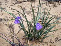 flowers 2.webp