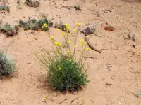 flowers 3.webp