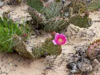 flowers 4.webp
