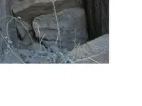 panther.webp