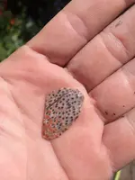 poppy jasper.webp poppy jasper.webp