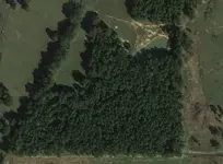 Woods.webp