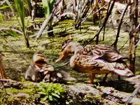 DSCN1270.webp