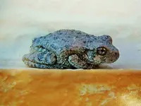 DSCN1284.webp