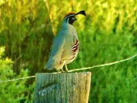RSCN2777.webp