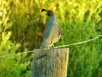 RSCN2779.webp