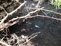 image-852165155.webp