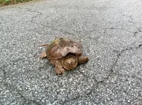 turtle_zps34b07ec0.webp