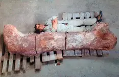 mef-dinosaur-bone.webp