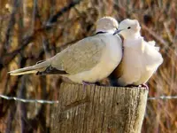 RSCN6649.webp