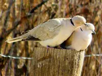 RSCN6650.webp