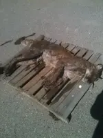 image-2131660740.webp