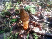 Morel1.webp