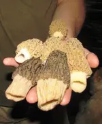 Morel3.webp