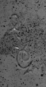 sig-2-bw.webp