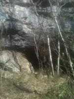 T rex.webp