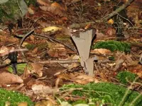 Black Trumpets.webp